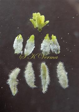  Parts of male flower